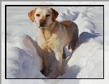 Pies, Labrador